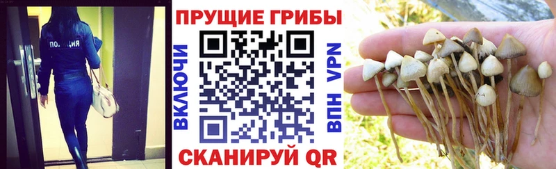 как найти закладки  нарко площадка состав  Псилоцибиновые грибы GOLDEN TEACHER  Светогорск 